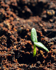 Young fresh green sprout emerges from rich dark soil, illuminated by warm sunlight, illustrating renewal and sustainable gardening concept.