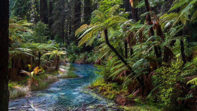 Rotorua Redwoods Thermal Pool