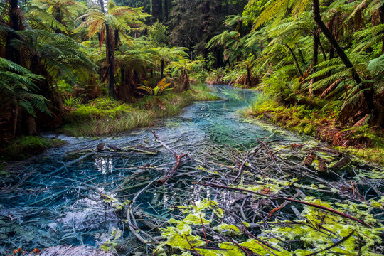 Rotorua Redwoods Pond