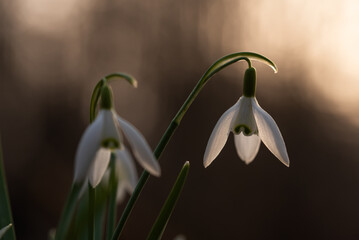 Wiosenne kwiaty przebiśniegi w lesie. © Elżbieta Kaps