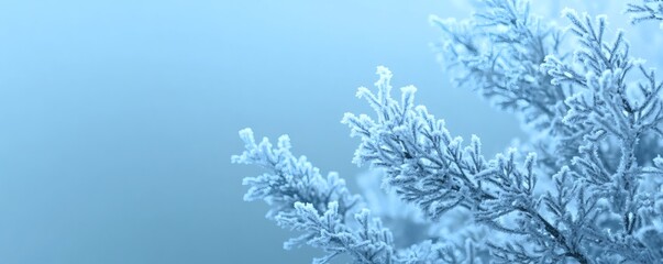 Frosted evergreen branches resting against a cool blue background