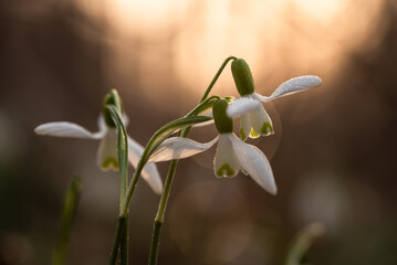 Wiosenne kwiaty przebiśniegi w lesie. © Elżbieta Kaps
