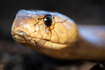Fototapeta premium Close-up of a snake's head with detailed scales.