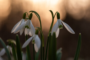 Wiosenne kwiaty przebiśniegi w lesie. © Elżbieta Kaps