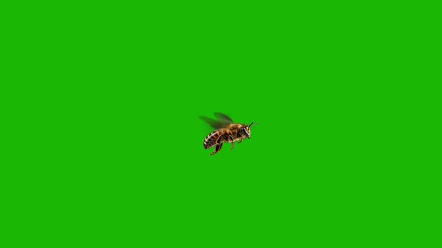 realistic flying bee on green screen