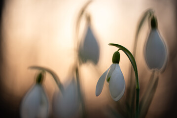 Wiosenne kwiaty przebiśniegi w lesie. © Elżbieta Kaps