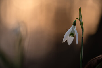 Wiosenne kwiaty przebiśniegi w lesie. © Elżbieta Kaps