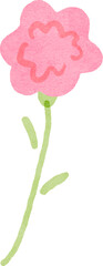 Hand drawn pink carnation flower