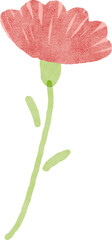Hand drawn carnation flower