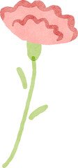 Hand drawn carnation flower