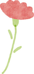 Hand drawn carnation flower