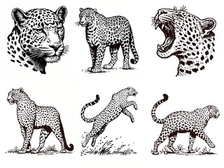 hand drawing set of leopard, transparent, isolated image