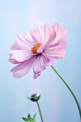 Obraz premium delicate pink flower with soft petals and green stem against light blue background