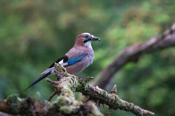 Eurasian Jay (Garrulus glandarius) on a branch in the forest