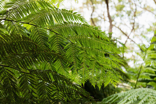 Elegant Fern Fronds Capturing Natural Light in New South Wales