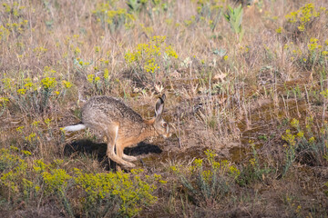 Beautiful wild european hare