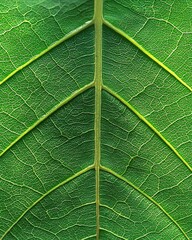 Fototapeta premium Detailed Green Leaf Vein Structure Botanical Close Up Nature Biology Photo High Quality Image