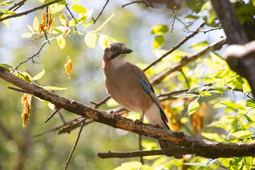 Eurasian Jay (Garrulus glandarius) on a branch in the forest