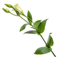 Beautiful blooming white rose with green leaves on a clean background