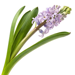 Delicate purple hyacinth blooming with green leaves in springtime garden