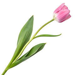 Pink tulip with green leaves captured,  transparent background