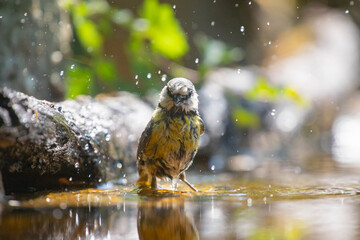 Eurasian blue tit (Cyanistes caeruleus)
