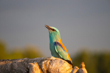 European roller (Coracias garrulus) bird.
