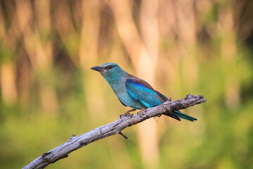 European roller (Coracias garrulus) bird.
