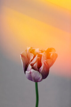 Tulip and sunset light