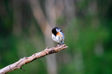 European stonechat (Saxicola rubicola)