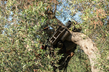 Olive harvesting with a mechanical shaker in an grove