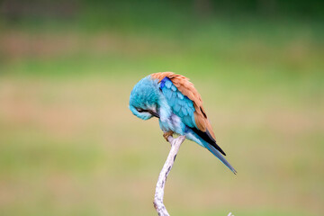European roller (Coracias garrulus) bird.