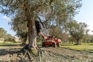 Worker harvesting olives with a motorized tree shaker tractor