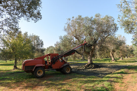 Modern olive harvesting techniques with a tree shaker machine - Powered by Adobe