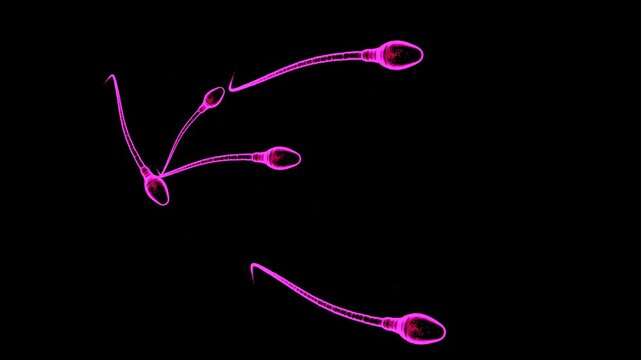 pink human sperms animation on black background