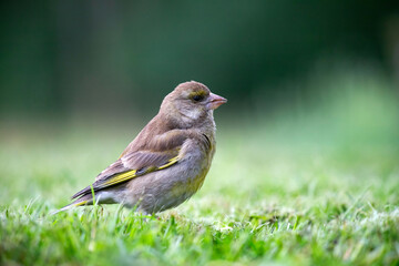 European greenfinch (Chloris chloris)