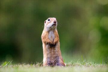 Funny ground squirrel