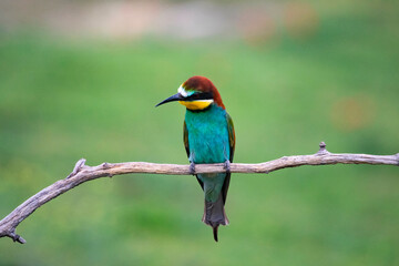 European bee eater, Merops apiaster. Common bee-eater. Close-up