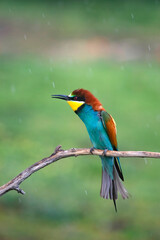 European bee eater, Merops apiaster. Common bee-eater. Close-up