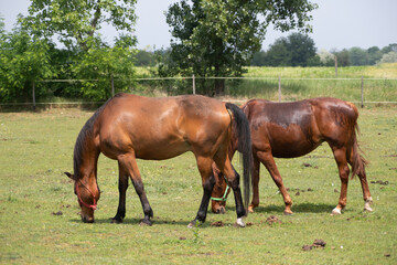 Obraz premium Beautiful thoroughbred horses in green meadow