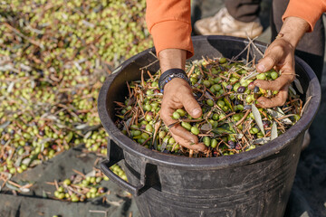 Farmer's hands holding apulian harvested olives