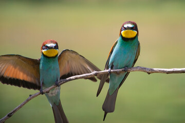 European bee eater, Merops apiaster. Common bee-eater. Close-up