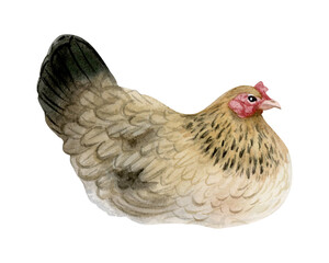 Brown black chicken hen watercolor illustration isolated on white. Poultry yard sitting bird for farm animals designs. Vintage realistic fowl clipart for organic eggs products