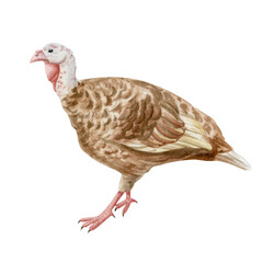 Watercolor brown turkey hand drawn illustration isolated on white. Female farm bird clipart in artistic and realistic style for farming designs and eco friendly free range products