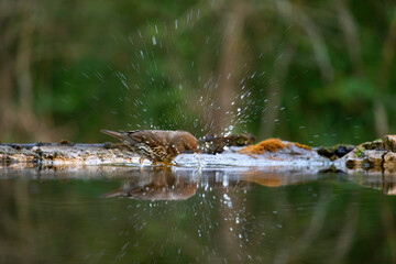 The song thrush (Turdus philomelos)