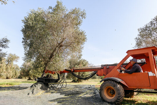 Farm worker driving a tree shaker during olive collection