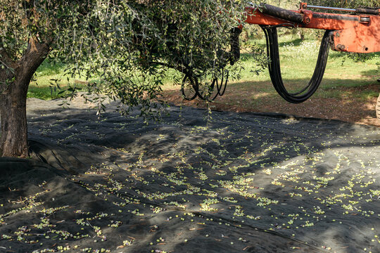 Modern olive harvesting techniques with a tree shaker - Powered by Adobe