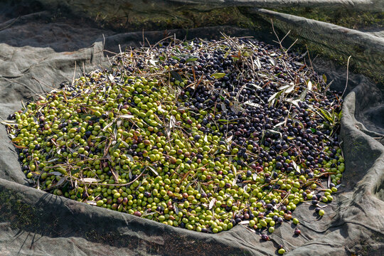 Apulian green and black ripe olives on a net during harvest