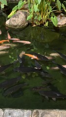 tilapia fish swimming under​ water in the pond​ during night hours