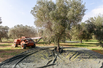 Olive harvesting with a olive tree shaker